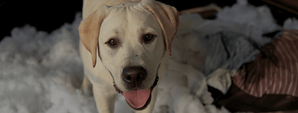 How to Stop Your Dog from Chewing Its Bed